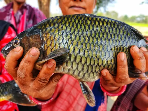 Büyük sazan balığı, başarılı kadın balık çiftçisi HD 'nin elinde.