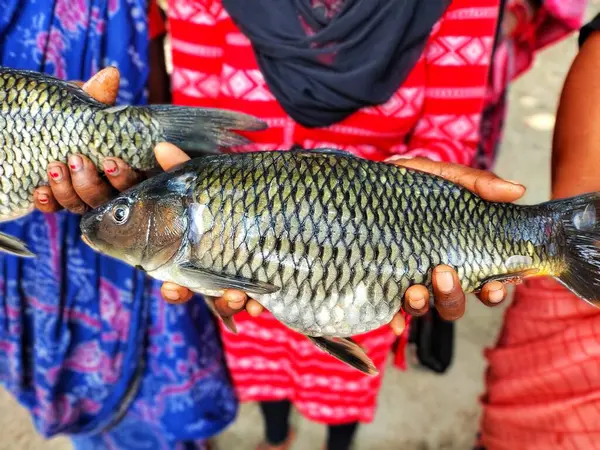 Büyük sazan balığı, başarılı kadın balık çiftçisi HD 'nin elinde.