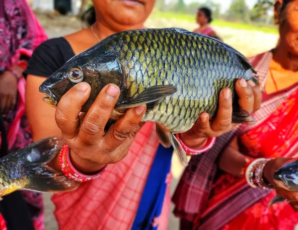 Büyük sazan balığı, başarılı kadın balık çiftçisi HD 'nin elinde.