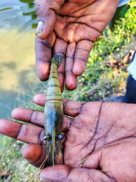 Güzel, bulanık arka planda bir çiftçinin elinde tatlı su karidesi.