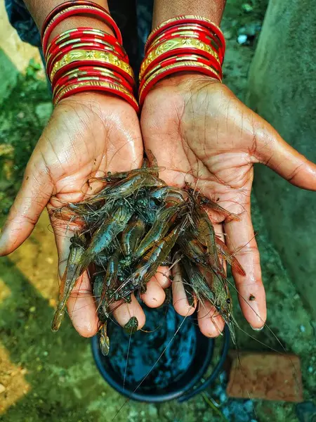 Güzel, bulanık arka planda bir çiftçinin elinde tatlı su karidesi.