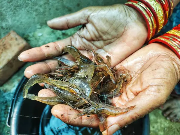 Güzel, bulanık arka planda bir çiftçinin elinde tatlı su karidesi.