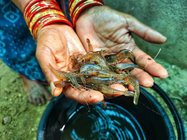 Güzel, bulanık arka planda bir çiftçinin elinde tatlı su karidesi.