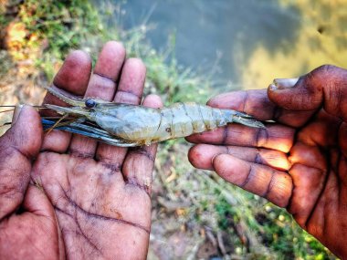 Güzel, bulanık arka planda bir çiftçinin elinde tatlı su karidesi.