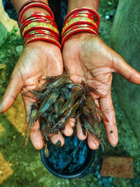 Güzel, bulanık arka planda bir çiftçinin elinde tatlı su karidesi.