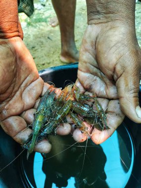 Güzel, bulanık arka planda bir çiftçinin elinde tatlı su karidesi.