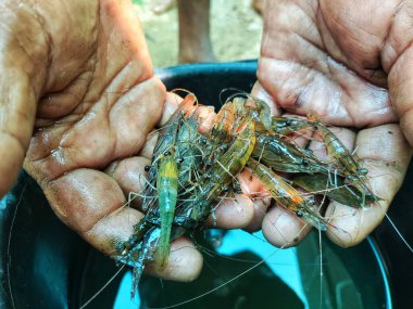 Güzel, bulanık arka planda bir çiftçinin elinde tatlı su karidesi.