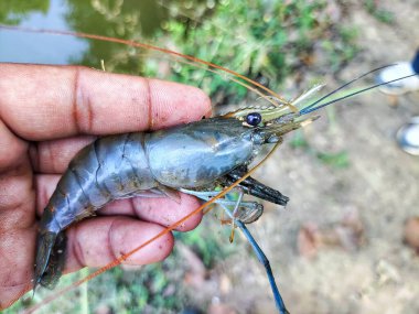 Güzel, bulanık arka planda bir çiftçinin elinde tatlı su karidesi.