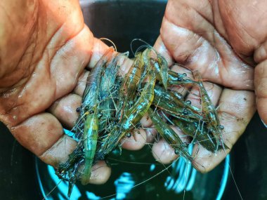 Güzel, bulanık arka planda bir çiftçinin elinde tatlı su karidesi.