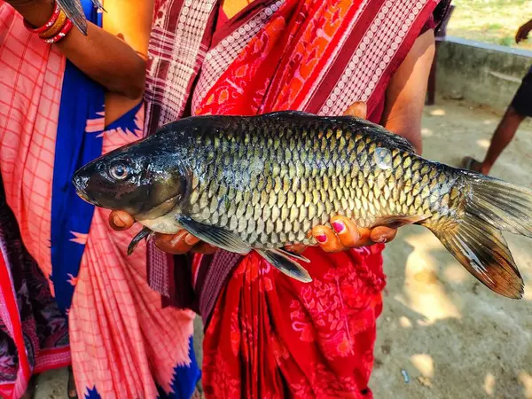 Büyük sazan balığı, başarılı kadın balık çiftçisi HD 'nin elinde.