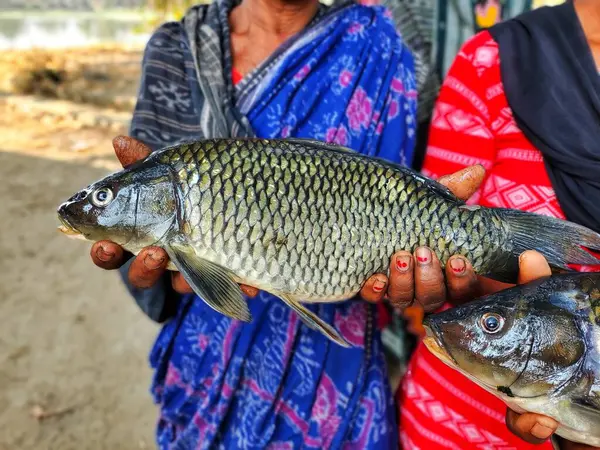 Büyük sazan balığı, başarılı kadın balık çiftçisi HD 'nin elinde.