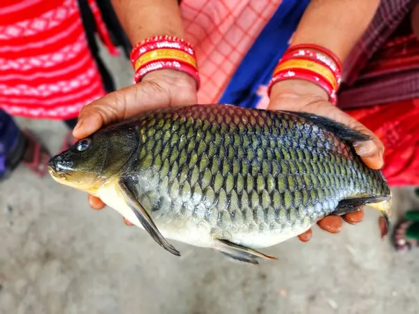Büyük sazan balığı, başarılı kadın balık çiftçisi HD 'nin elinde.