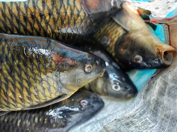 Büyük sazan balığı, başarılı kadın balık çiftçisi HD 'nin elinde.