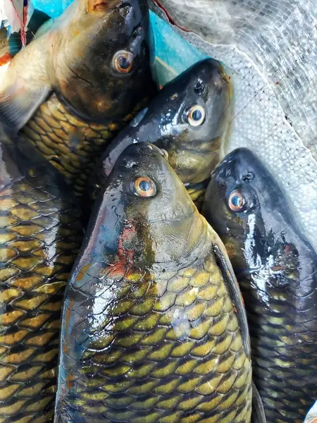 Büyük sazan balığı, başarılı kadın balık çiftçisi HD 'nin elinde.