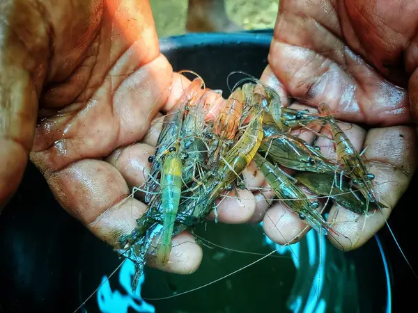 Güzel, bulanık arka planda bir çiftçinin elinde tatlı su karidesi.