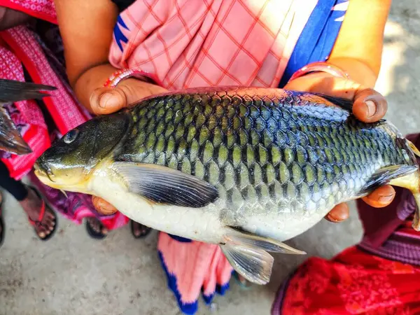 Büyük sazan balığı, başarılı kadın balık çiftçisi HD 'nin elinde.