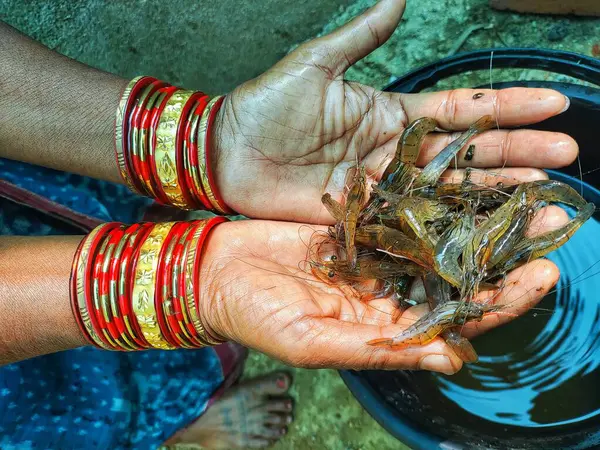 Güzel, bulanık arka planda bir çiftçinin elinde tatlı su karidesi.