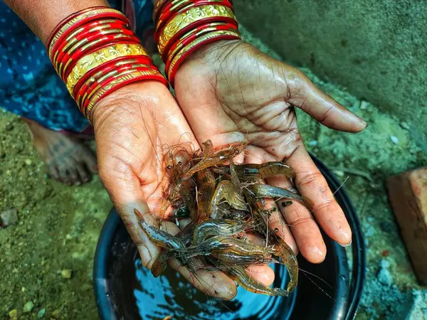 Güzel, bulanık arka planda bir çiftçinin elinde tatlı su karidesi.