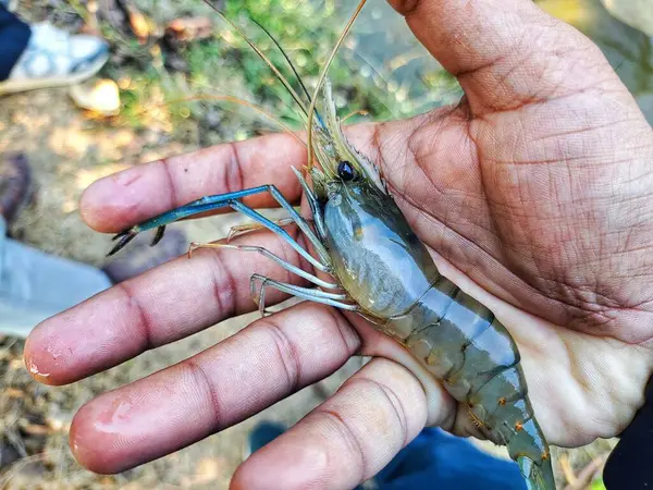 Güzel, bulanık arka planda bir çiftçinin elinde tatlı su karidesi.
