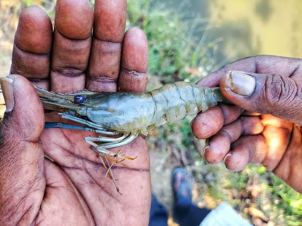 Güzel, bulanık arka planda bir çiftçinin elinde tatlı su karidesi.