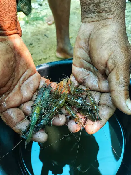 Güzel, bulanık arka planda bir çiftçinin elinde tatlı su karidesi.