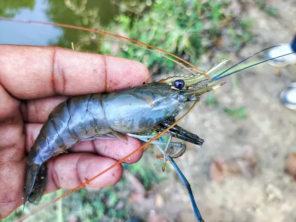 Güzel, bulanık arka planda bir çiftçinin elinde tatlı su karidesi.