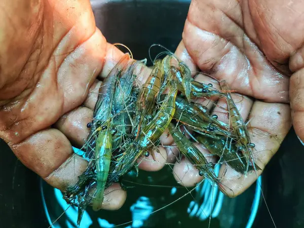 Güzel, bulanık arka planda bir çiftçinin elinde tatlı su karidesi.