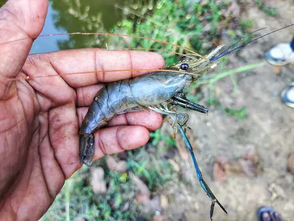 Güzel, bulanık arka planda bir çiftçinin elinde tatlı su karidesi.