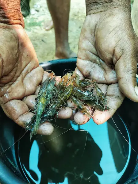 Güzel, bulanık arka planda bir çiftçinin elinde tatlı su karidesi.