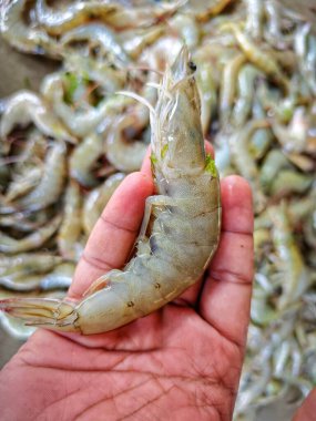 ABD ve Avrupa 'ya pasif beyaz karides ihraç eden büyük taze venmaei karidesi.