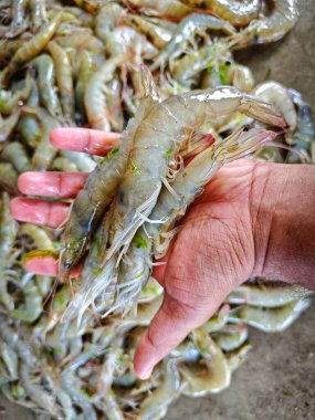 ABD ve Avrupa 'ya pasif beyaz karides ihraç eden büyük taze venmaei karidesi.