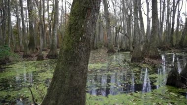 Natchez Trace Parkway ve Natchez Trace National Scenic Trail boyunca Cypress Bataklığı. Nehir kanalında alüvyon ve kel selvi bataklığında yürü. 