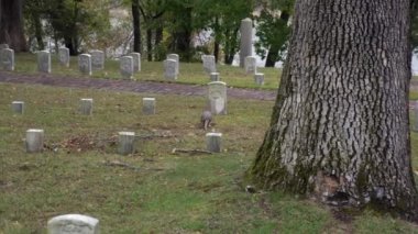 Shiloh Ulusal Askeri Mezarlığı 'ndaki dokuz bantlı armadillo. (Dasypus novemcinctus), ayrıca dokuz bantlı uzun burunlu armadillo veya yaygın uzun burunlu armadillo olarak da bilinir..