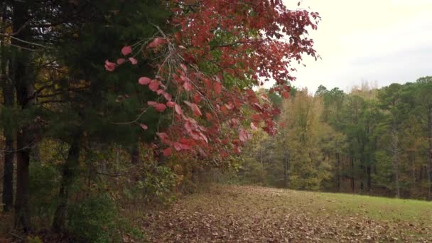 Jeff Busby Sitesi Little Mountain Yolu Zirve Yolunda Sonbahar Yaprakları — Stok video
