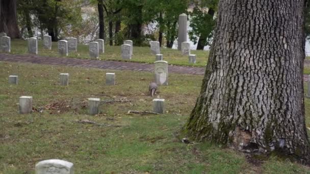 Das Neungebänderte Gürteltier Auf Dem Shiloh National Military Cemetery Dasypus — Stockvideo