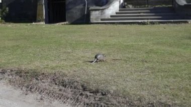 Cumberland Adası Ulusal Deniz Kıyısı 'ndaki Dungeness malikanesinde dokuz bantlı armadillo (Dasypus novemcinctus). Cumberland Adası, Gürcistan 'ın altın adalarının en büyüğü, Ulusal Park Hizmetleri tarafından yönetiliyor..