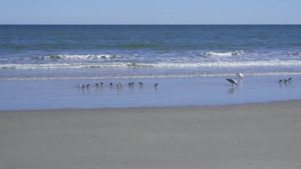 Птахи Пісок Морські Чайки Безконечному Порожньому Пляжі Дандженес Національному Узбережжі — стокове відео