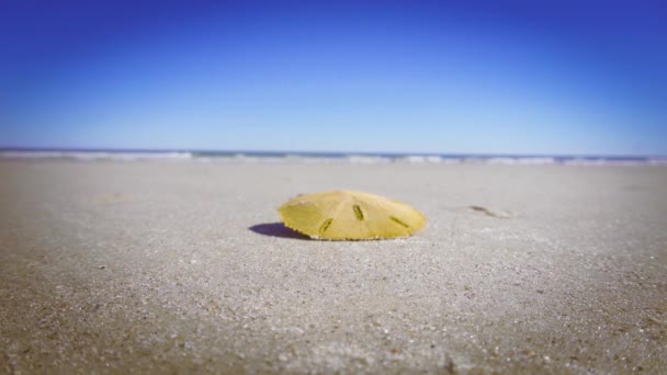 Живой Песочный Доллар Известный Морское Печенье Mellita Quinquiesperforata Замочной Скважины — стоковое видео