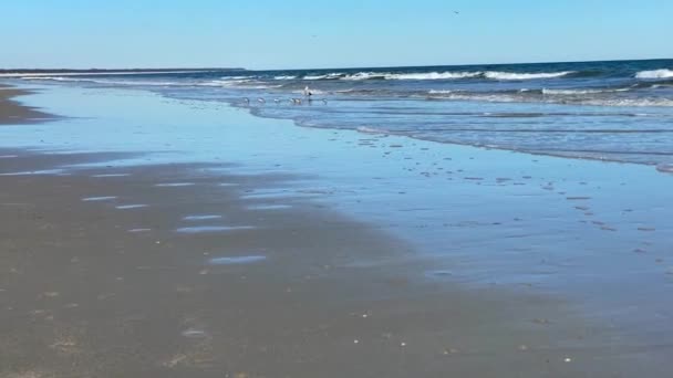 Păsări Piperi Nisip Pescăruși Mare Plaja Dungeness Goală Nesfârșită Malul — Videoclip de stoc