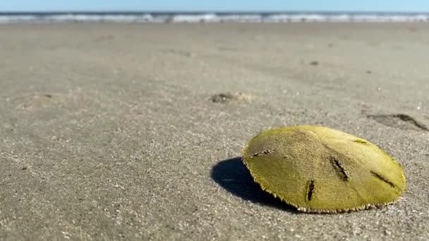 Ζωντανό Δολάριο Άμμου Γνωστό Και Θαλασσινό Μπισκότο Mellita Quinquiesperforata Αχινός — Αρχείο Βίντεο