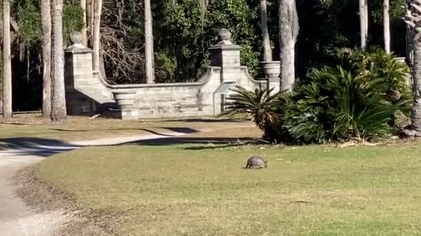 Nine Banded Armadillo Dasypus Novemcinctus Dungeness Mansion Ruins Cumberland Island — Stock video