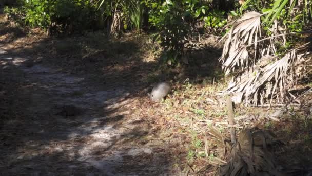 Neunband Gürteltier Dasypus Novemcinctus Auf Dem River Trail Cumberland Island — Stockvideo