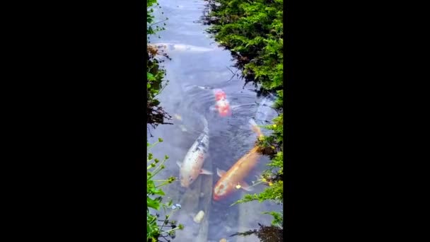 Koi Nishikigoi Renkli Amur Sazanı Cyprinus Rubrofuscus Türleri Koi Havuzlarında — Stok video