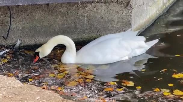 Swans Birds Family Anatidae Genus Cygnus Swan Swims Feeds Small — Stock Video