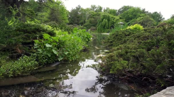 モントリオール植物園の日本庭園 日本の美意識と理想を配置鯉 石灯籠 ストリーム 池とネイティブカナダの植物と庭を散歩 — ストック動画