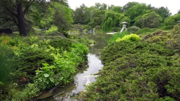 モントリオール植物園の日本庭園 日本の美意識と理想を配置鯉 石灯籠 ストリーム 池とネイティブカナダの植物と庭を散歩 — ストック動画
