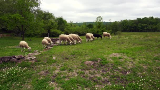 ホープウェル ファニチャー国立史跡にあるメリノ羊の群れ メリノ種は羊毛羊の王族です 毛糸は細かく軽く紡ぐことはできない 白い羊の群れで1つの放牧ラム — ストック動画