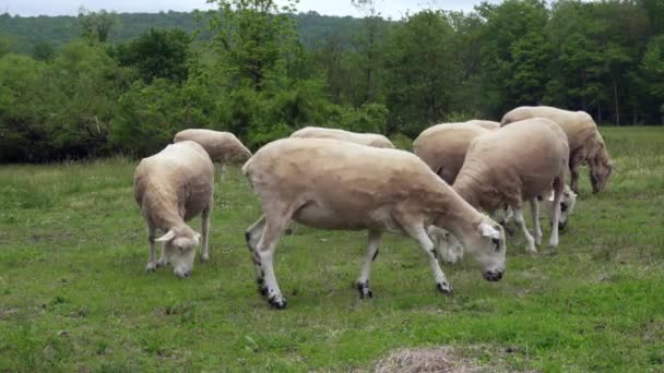 ホープウェル ファニチャー国立史跡にあるメリノ羊の群れ メリノ種は羊毛羊の王族です 毛糸は細かく軽く紡ぐことはできない 白い羊の群れで1つの放牧ラム — ストック動画