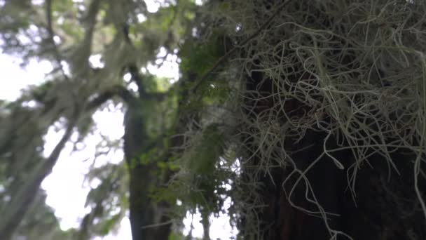 Ζωντανή Βελανιδιά Ισπανικό Moss Φυσά Στον Άνεμο Στο Fort Frederica — Αρχείο Βίντεο