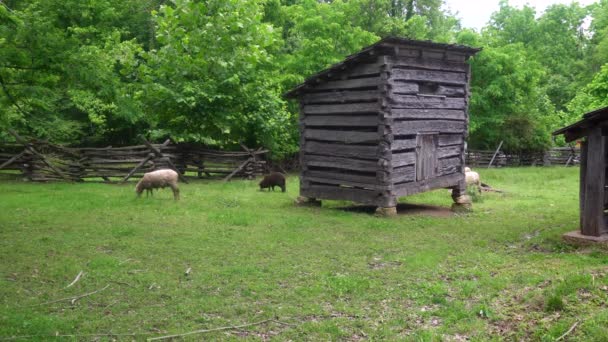 リンカーン ボーイズ国立記念館 リンカーン リビング歴史農場 家畜の飼料を保存するために使用されるログ構造の周りの羊 サイトは エイブラハム リンカーンがインディアナ州で育った農場を保存している — ストック動画